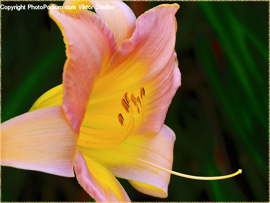 Flora, Flower, Gladiolus, Plant, Lily, Blossom, Tulip