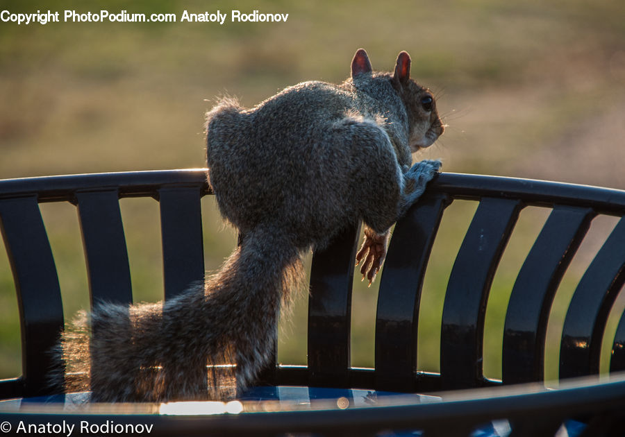 Park Bench, Emblem, Logo