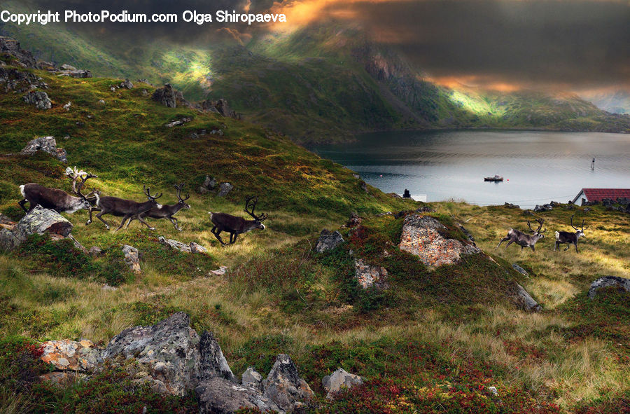 Moss, Plant, Animal, Deer, Mammal, Wildlife, Bush