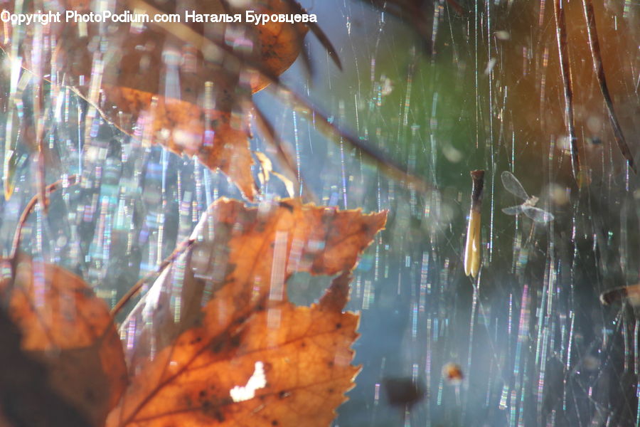Arachnid, Garden Spider, Insect, Invertebrate, Spider, Crystal, Glass