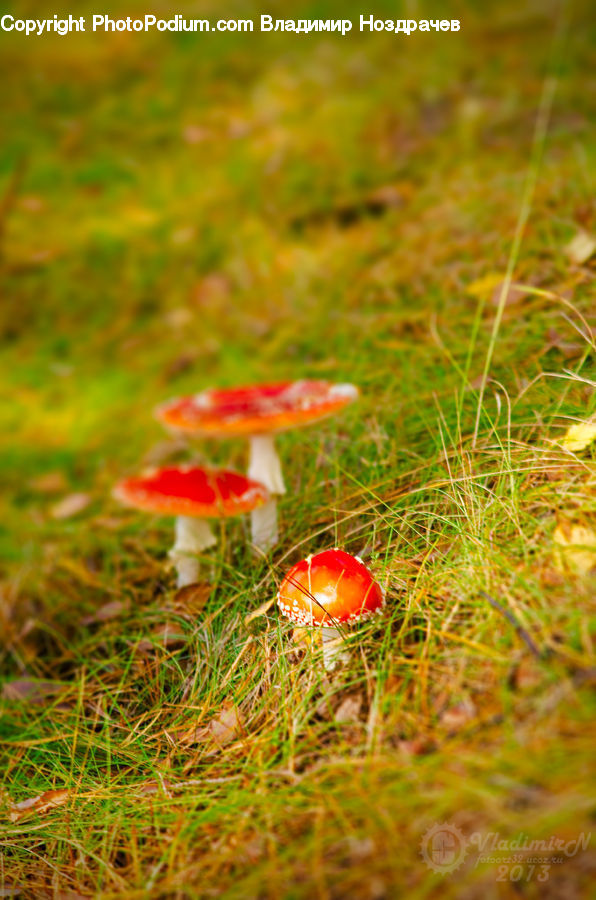 Agaric, Amanita, Fungus, Mushroom, Plant, Field, Grass