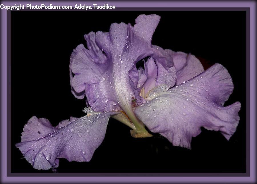 Flora, Flower, Gladiolus, Plant, Iris, Blossom, Art