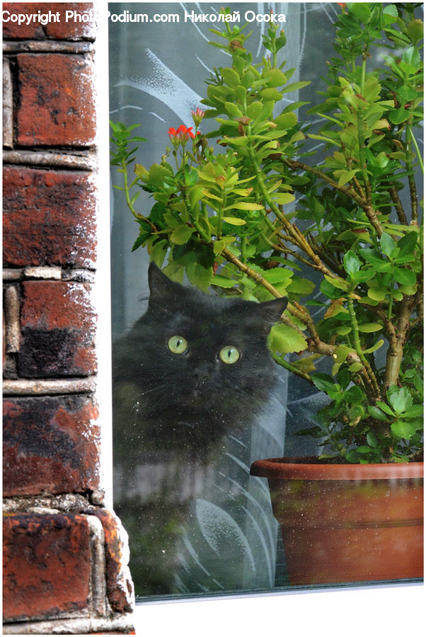 Plant, Potted Plant, Animal, Bear, Black Bear, Mammal, Brick