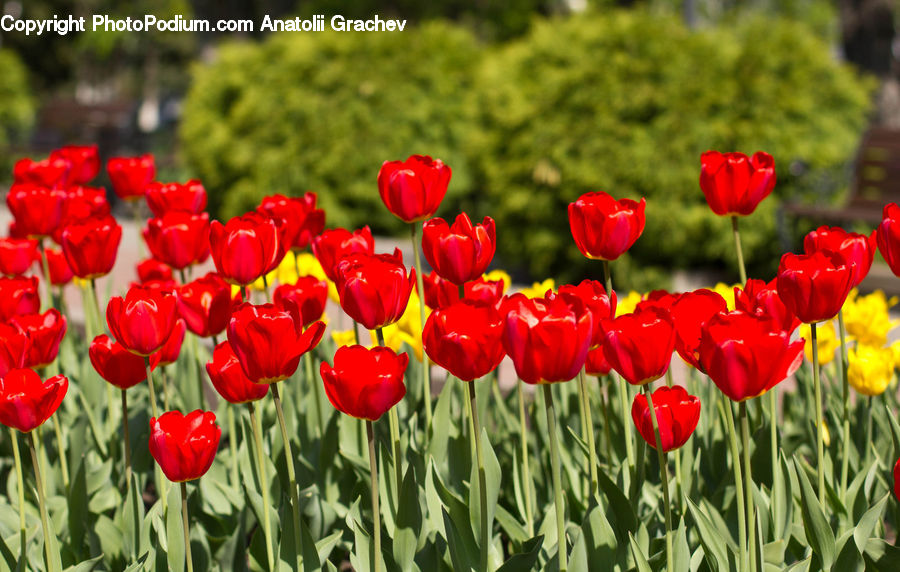 Blossom, Flora, Flower, Plant, Tulip, Field, Grass