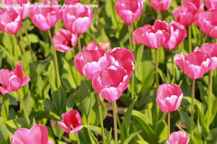 Blossom, Flora, Flower, Plant, Tulip, Geranium, Carnation