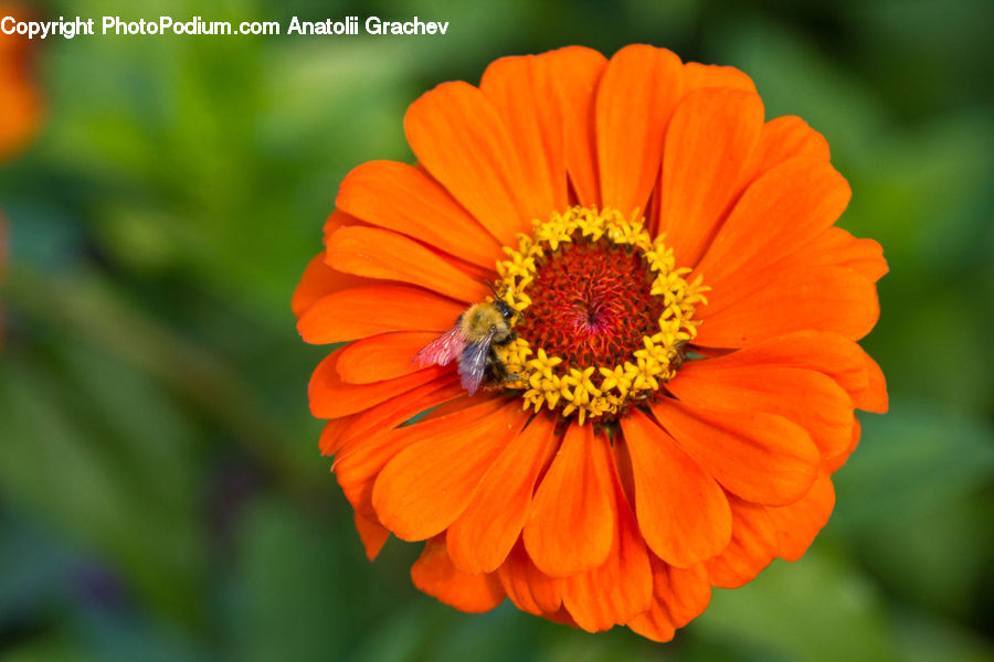 Blossom, Flora, Flower, Plant, Asteraceae, Daisies, Daisy