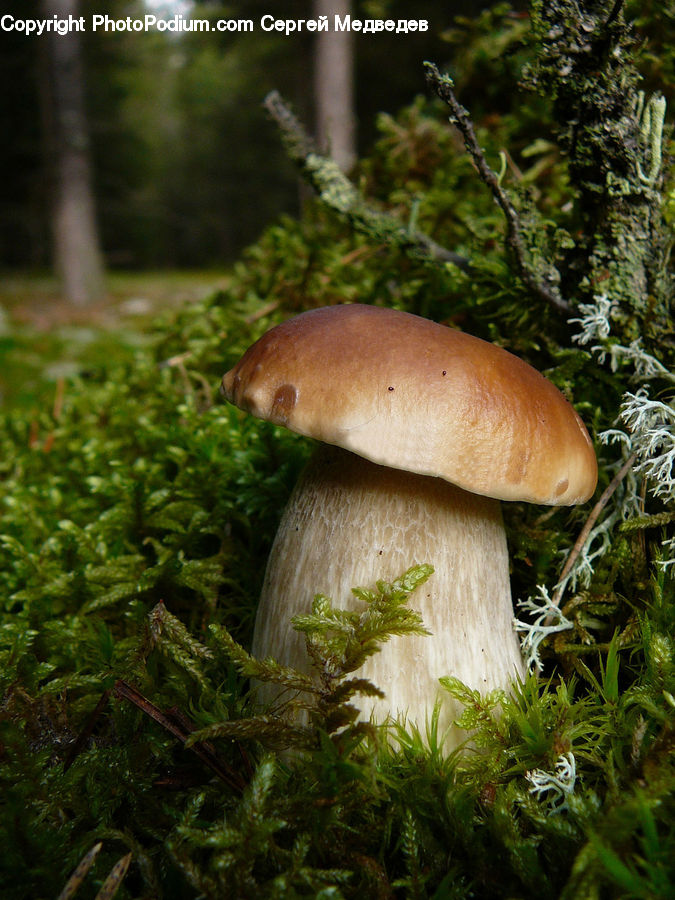 Agaric, Amanita, Fungus, Mushroom, Plant, Fern, Conifer