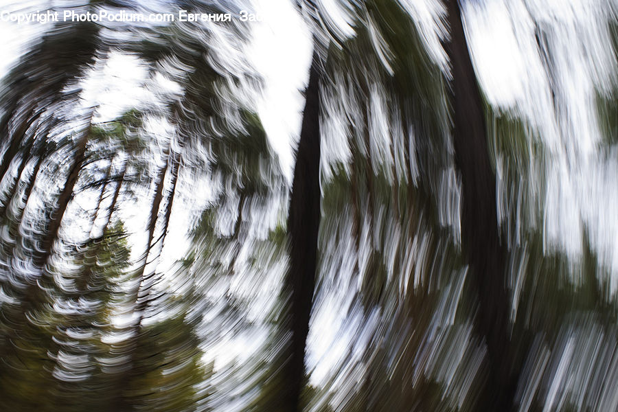 Outdoors, Ripple, Water, Sea, Sea Waves, Birch, Tree