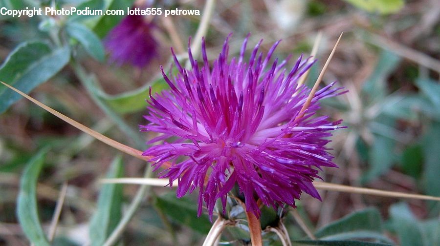 Flora, Flower, Plant, Thistle, Weed, Blossom, Aquilegia