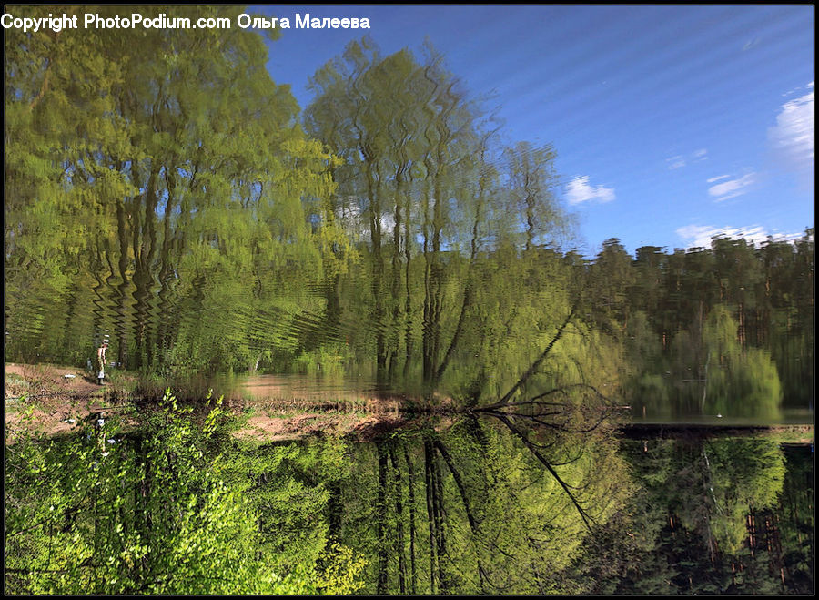 Plant, Tree, Willow, Landscape, Nature, Scenery, Outdoors