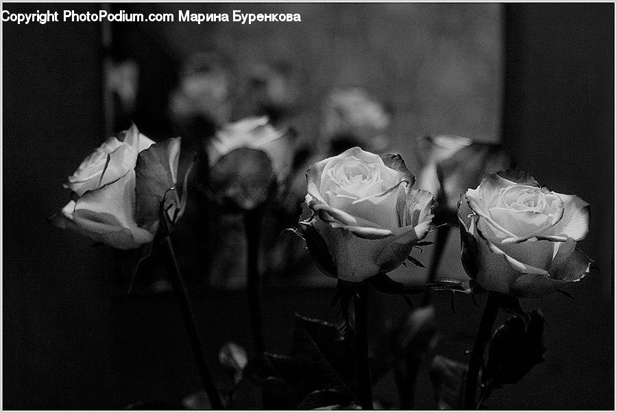 Blossom, Flower, Plant, Rose, Flora, Petal, Apparel