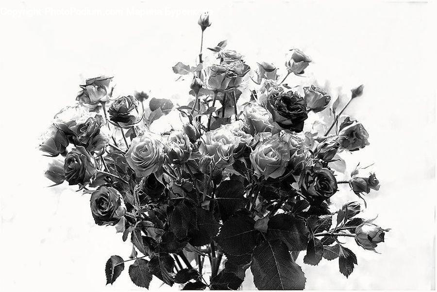 Ivy, Plant, Vine, Rubble, Blossom, Flower, Rose