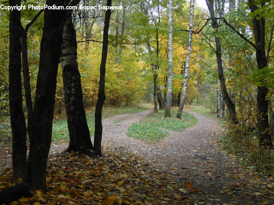 Forest, Vegetation, Grove, Land, Dirt Road, Gravel, Road