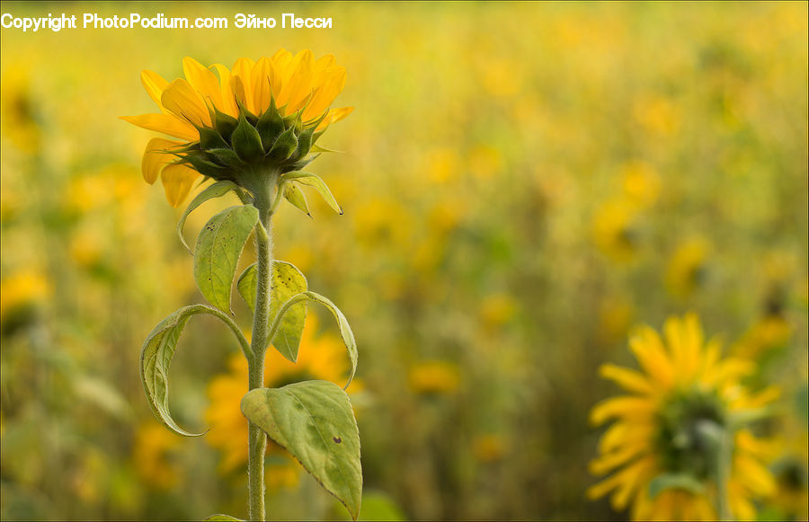 Leaf, Plant, Blossom, Flora, Flower, Sunflower, Asteraceae