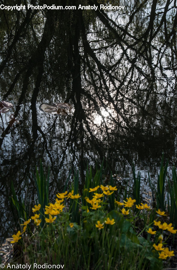 Blossom, Daffodil, Flora, Flower, Plant, Crocus, Vegetation