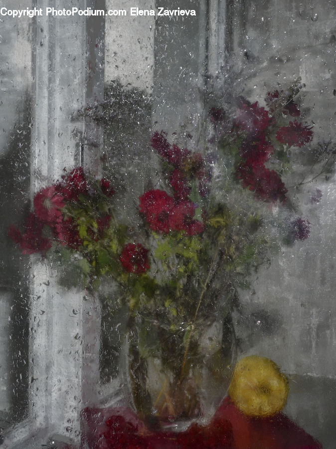 Blossom, Flora, Flower, Geranium, Plant, Water, Land