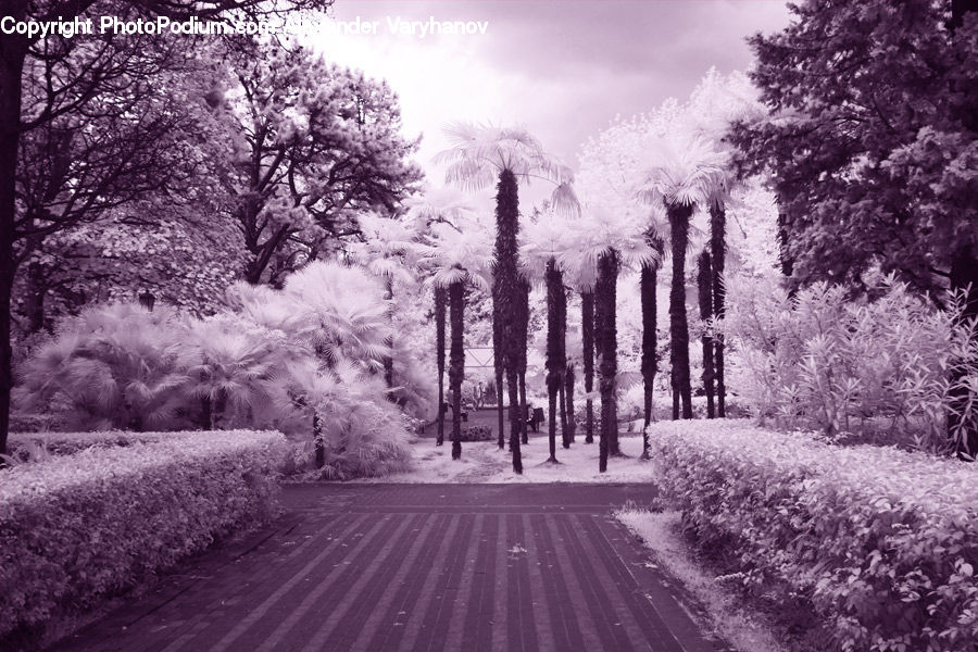 Plant, Tree, Fir, Forest, Grove, Vegetation, Blossom
