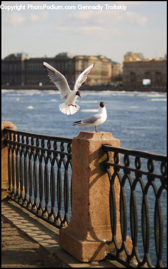 Bird, Seagull, Railing, Goose, Waterfowl, Landscape, Nature