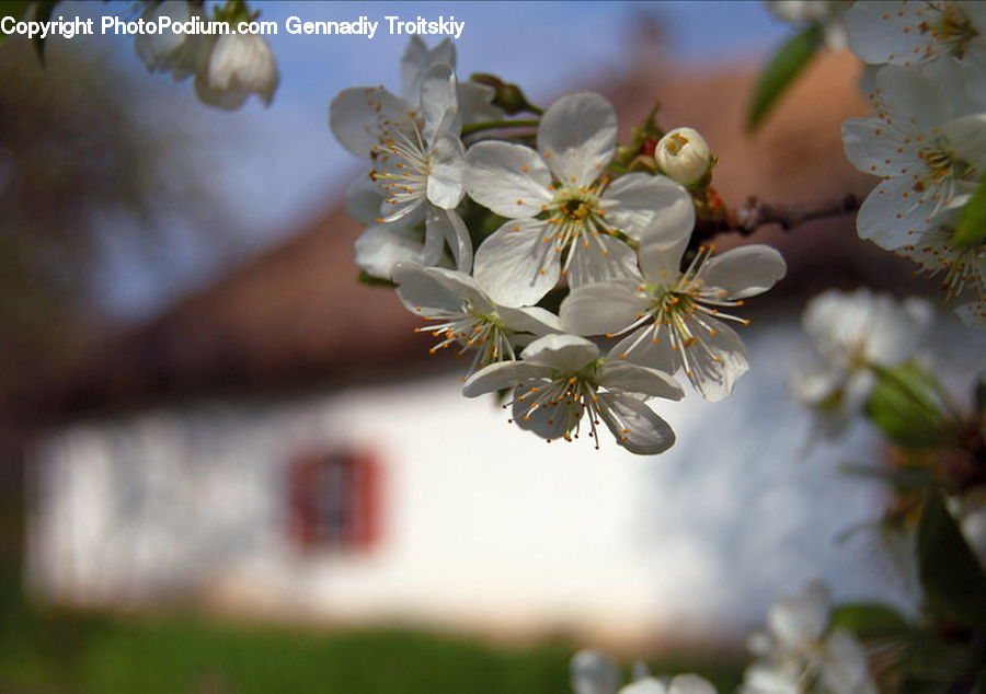 Blossom, Flora, Flower, Plant, Cherry Blossom, Pollen, Weed