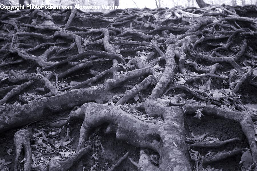 Soil, Ground