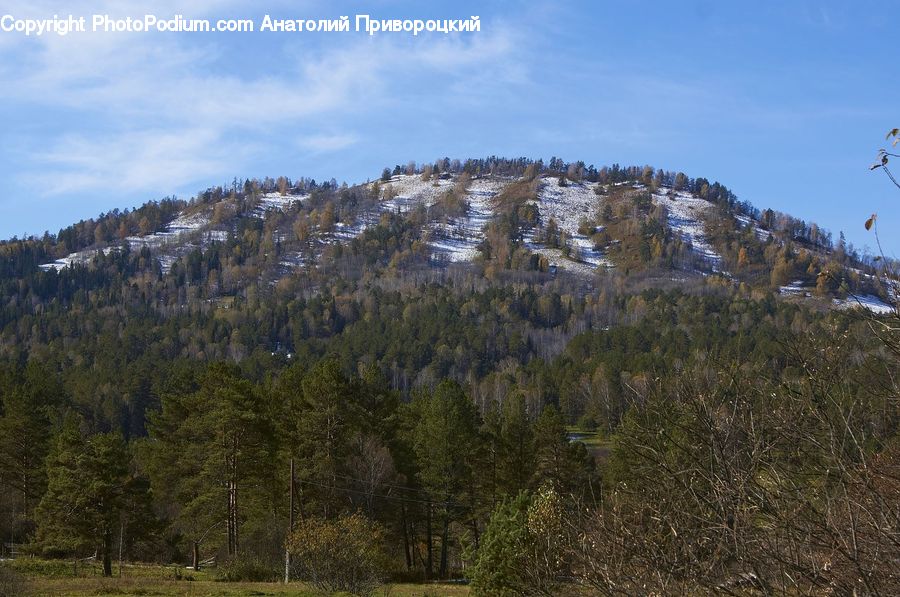 Crest, Mountain, Outdoors, Peak, Conifer, Fir, Plant