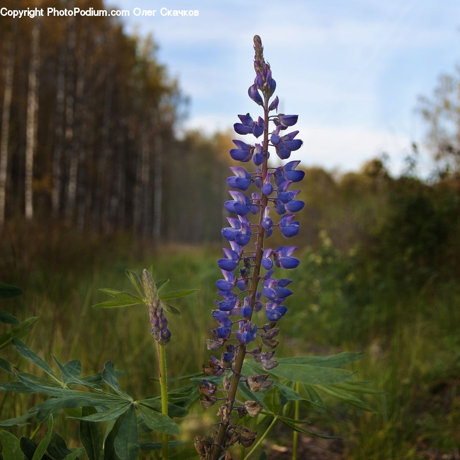 Flower, Lupin, Plant, Blossom, Flora, Conifer, Fir