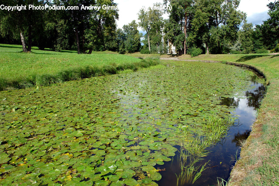 Outdoors, Pond, Water, Algae, Forest, Jungle, Rainforest