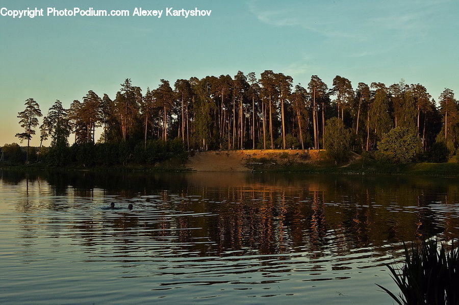 Outdoors, Ripple, Water, Grass, Plant, Reed, Conifer