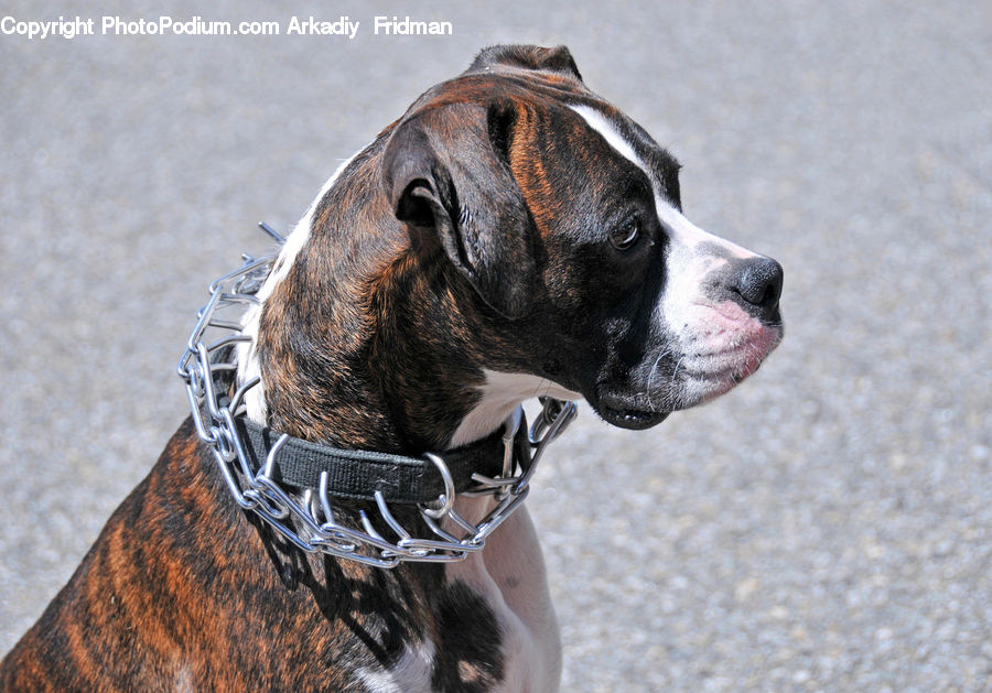 Animal, Boxer, Bulldog, Canine, Dog, Mammal, Pet