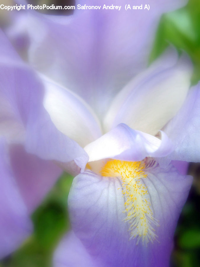 Flora, Flower, Iris, Plant, Blossom, Crocus, Gladiolus