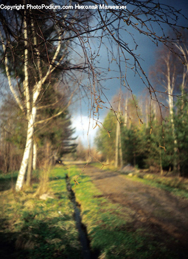 Birch, Tree, Wood, Dirt Road, Gravel, Road, Plant