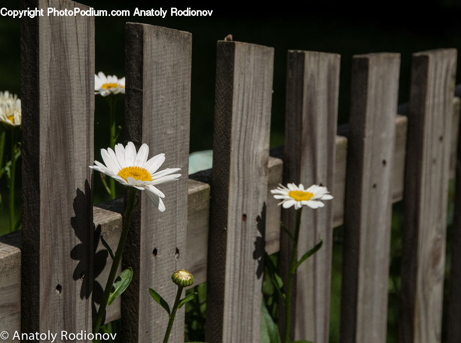 Blossom, Daffodil, Flora, Flower, Plant, Daisies, Daisy