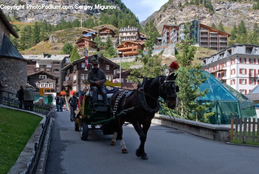 Carriage, Horse Cart, Vehicle, Animal, Horse, Mammal, Building