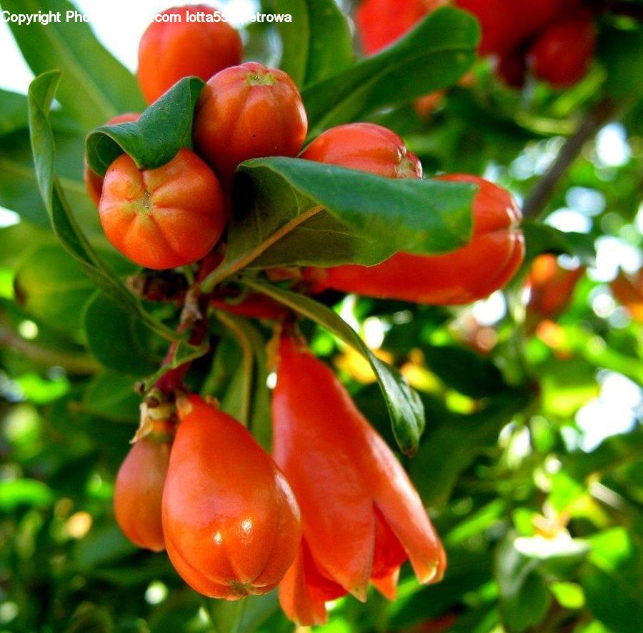 Citrus Fruit, Fruit, Orange, Produce, Vegetable, Bell Pepper, Pepper