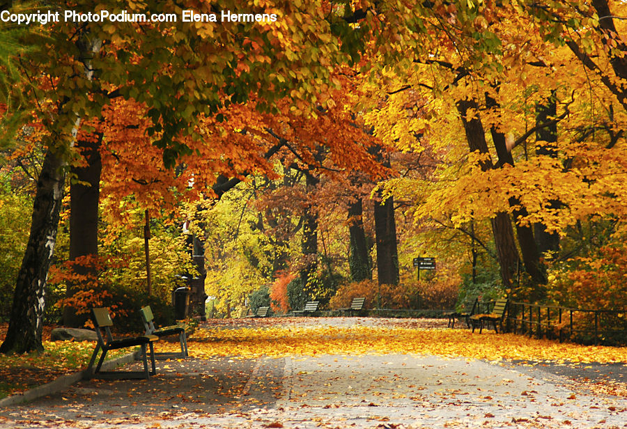 Chair, Furniture, Bench, Plant, Tree, Dirt Road, Gravel