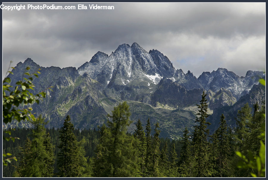 Crest, Mountain, Mountain Range, Outdoors, Peak, Conifer, Fir