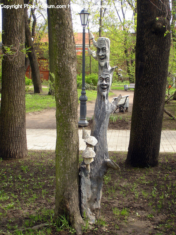 People, Person, Human, Tree Trunk, Oak, Tree, Wood