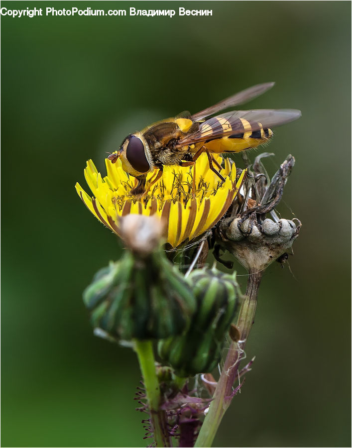 Bee, Insect, Invertebrate, Produce, Vegetable, Conifer, Fir