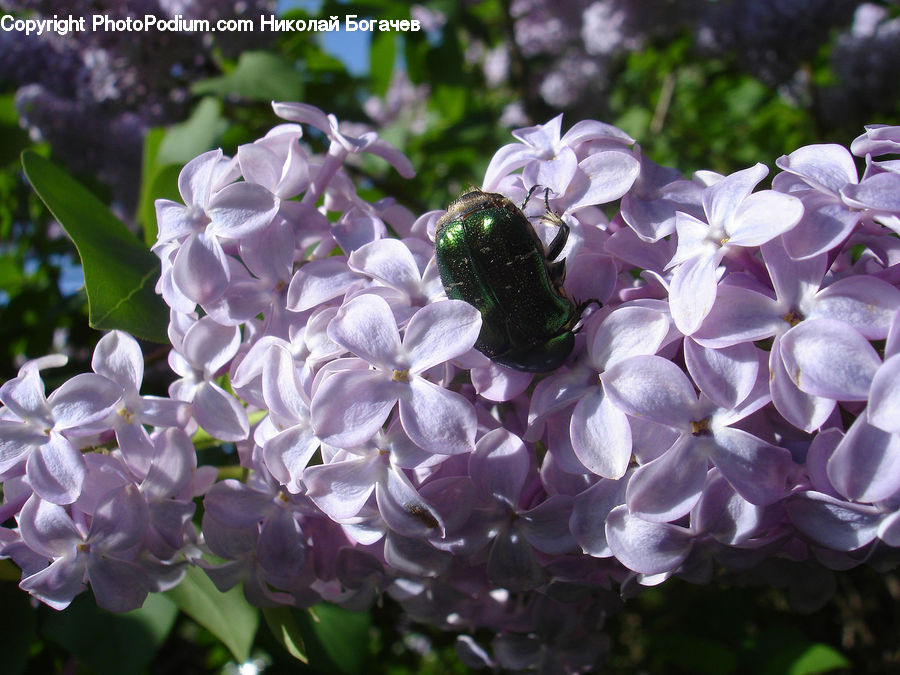 Blossom, Flower, Lilac, Plant, Flora, Geranium, Petal