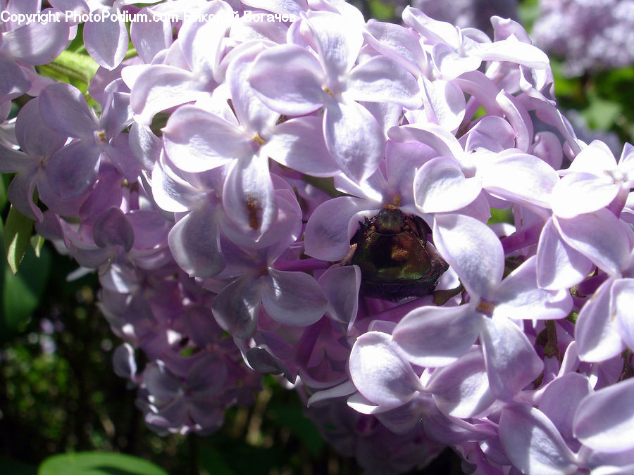 Blossom, Flower, Lilac, Plant, Flora, Pollen, Geranium