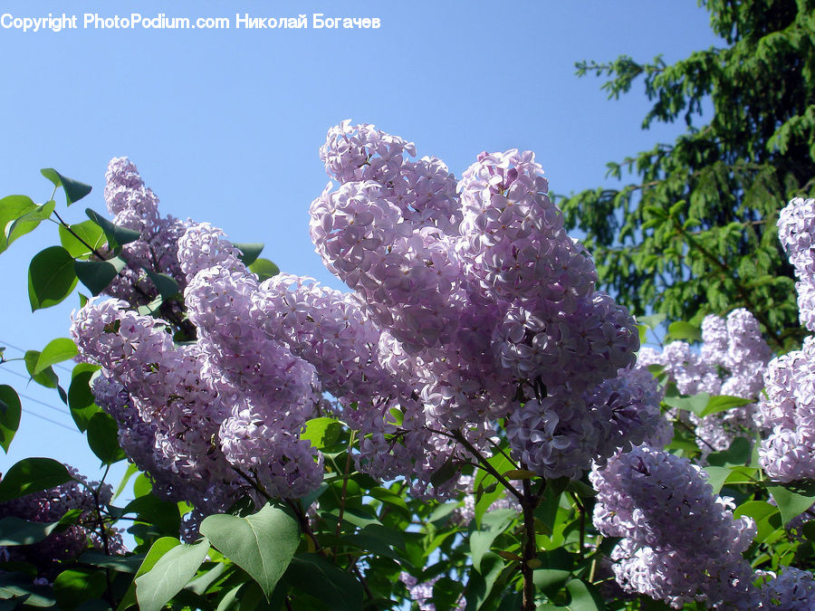 Blossom, Flower, Lilac, Plant, Flora, Conifer, Fir