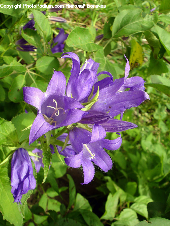 Blossom, Flora, Flower, Geranium, Plant, Crocus, Gladiolus