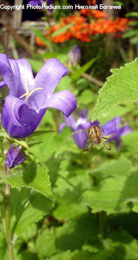 Blossom, Flora, Flower, Geranium, Plant, Violet, Crocus