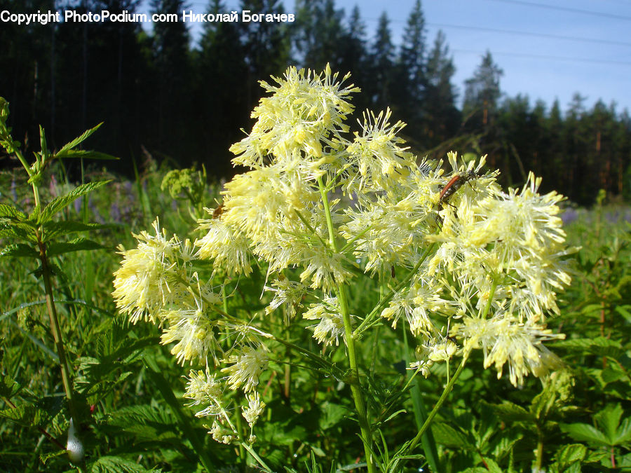 Fern, Plant, Conifer, Fir, Tree, Blossom, Flora