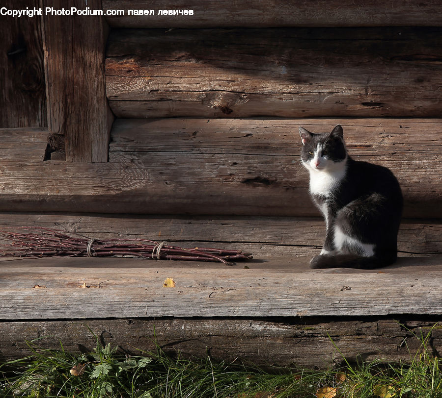Animal, Cat, Kitten, Mammal, Pet, Manx, Ground