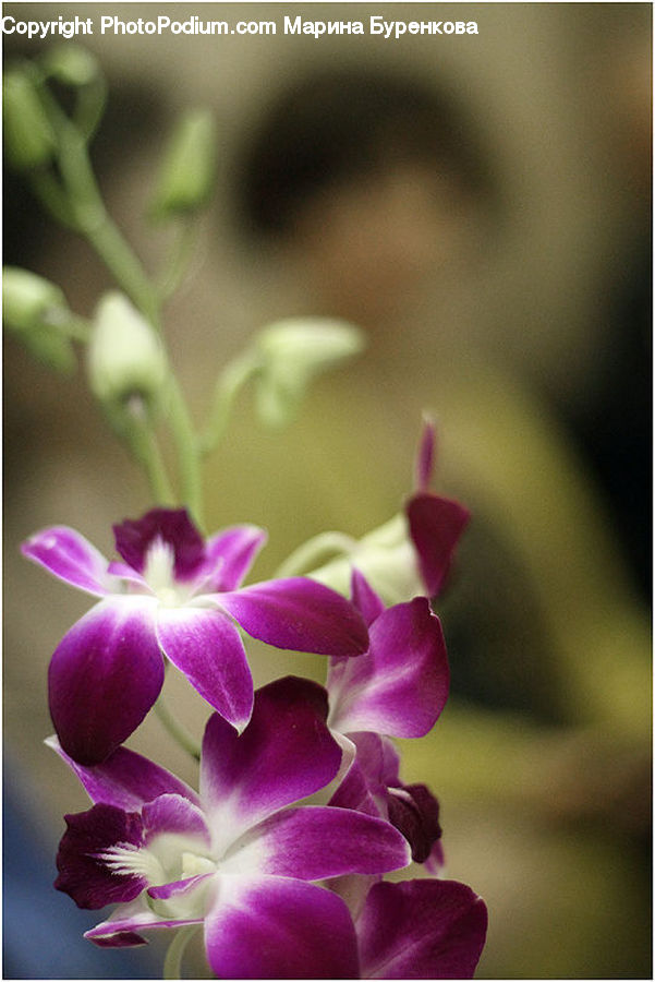Flora, Flower, Gladiolus, Plant, Blossom, Orchid, Geranium