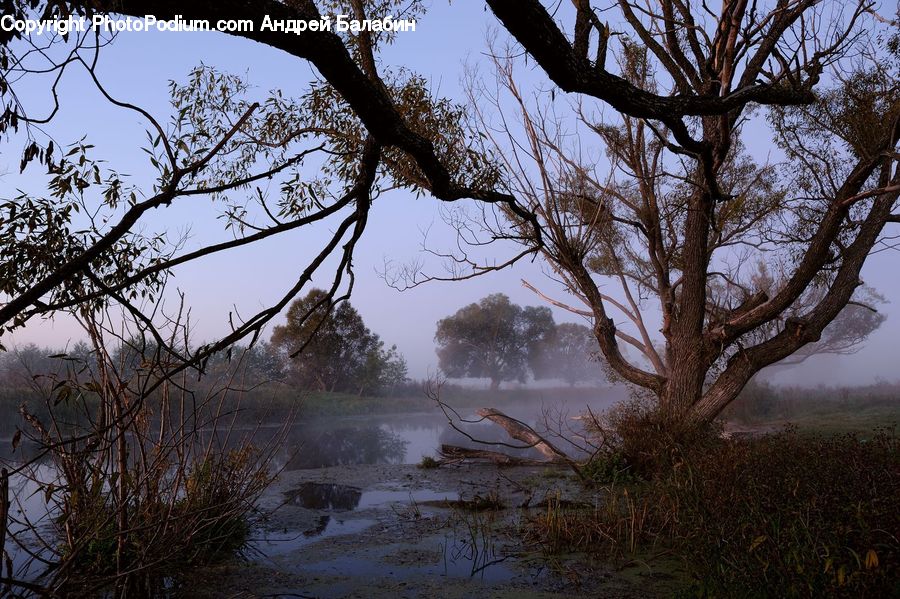 Flood, Landscape, Nature, Scenery, Plant, Tree, Vegetation