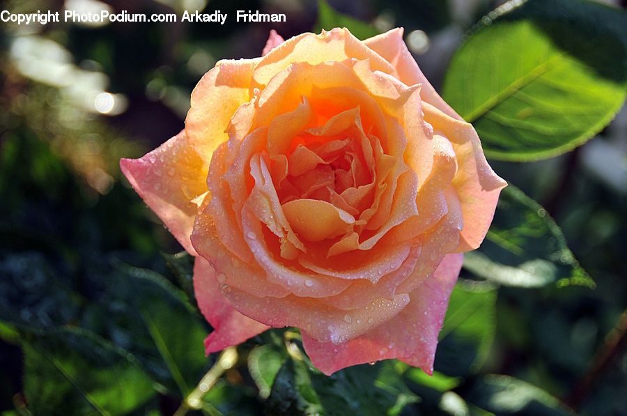 Blossom, Flower, Plant, Rose, Flora, Petal, Lighting