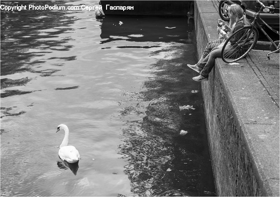 Bird, Swan, Waterfowl, Bicycle, Bike, Vehicle, Water