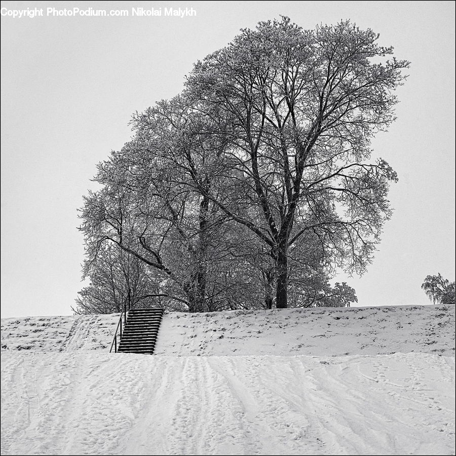 Ice, Outdoors, Snow, Plant, Tree, Oak, Wood